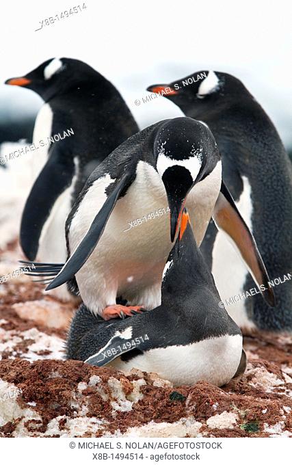 Gentoo penguin Pygoscelis papua mating behavior at Jougla Point on Wiencke Island, Antarctica, Southern Ocean  MORE INFO The gentoo penguin is the third largest...