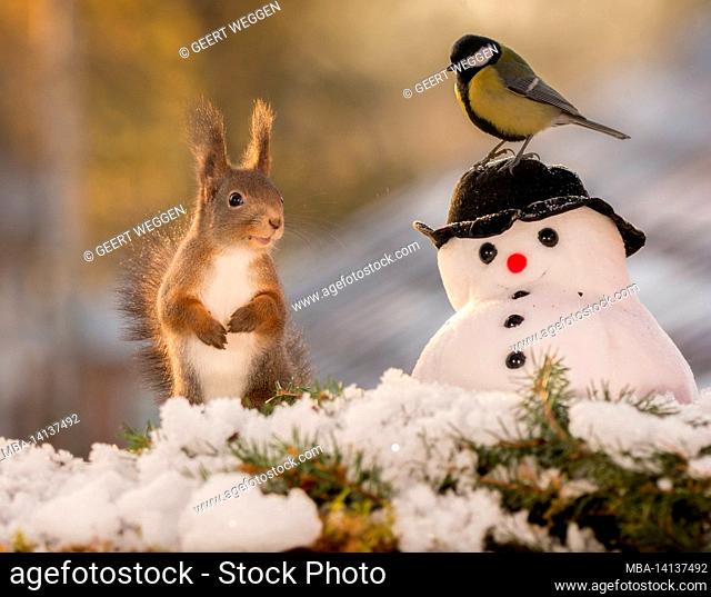 red squirrel standing with a snowman and a great tit on it with back light