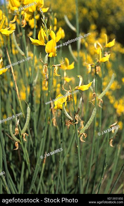 Spanish broom (Spartium junceum) is an aromatic deciduous shrub native to Mediterranean basin ans southwestern Asia. Flowers and young fruits detail