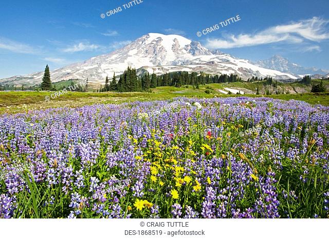 mount rainier national park, washington, united states of america, wildflowers in paradise park with mount rainier in the background