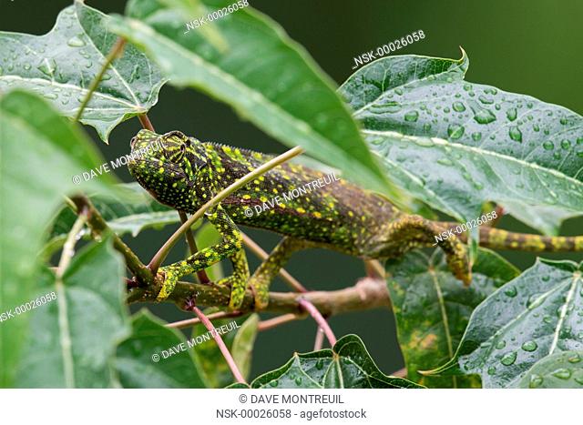 Flap-necked Chameleon (Chamaeleo dilepis) creeping through the wet leaves, Malawi, Blantyre