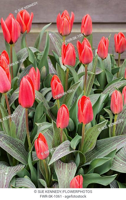 Tulip, Tulipa, Red flower buds covered in raindrops