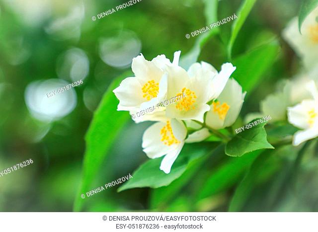 White flower in garden with bokeh. Detail nature. Flower in garden. Symbol springtime and summer