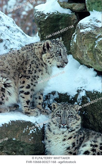 Snow Leopard Panthera uncia ten month old male and female cubs on snow covered rocks