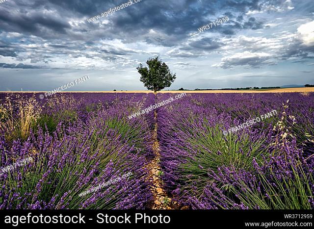 Symmetric lavender field and a lonely tree in the middle, Valensole, Provence, France, Europe