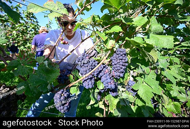 11 September 2023, Baden-Württemberg, Fellbach: Winegrowers harvest the first Schwarzriesling grapes at the Kappelberg in Fellbach