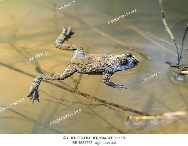 Yellow-bellied toad (Bombina variegata) lies in the water, Haute-Savoie, France