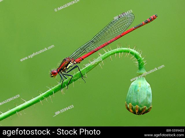 Early damselfly (Pyrrhosoma), Early damselfly, Early damselflies, Other animals, Insects, Dragonflies, Animals, Large Red damselfly