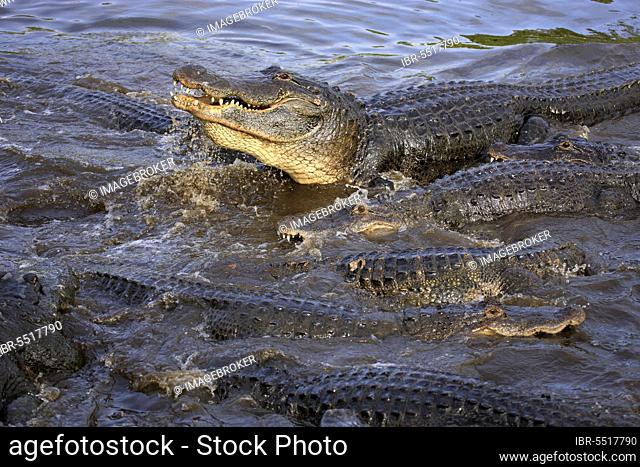 American alligators (Alligator mississippiensis), Florida, USA, North America