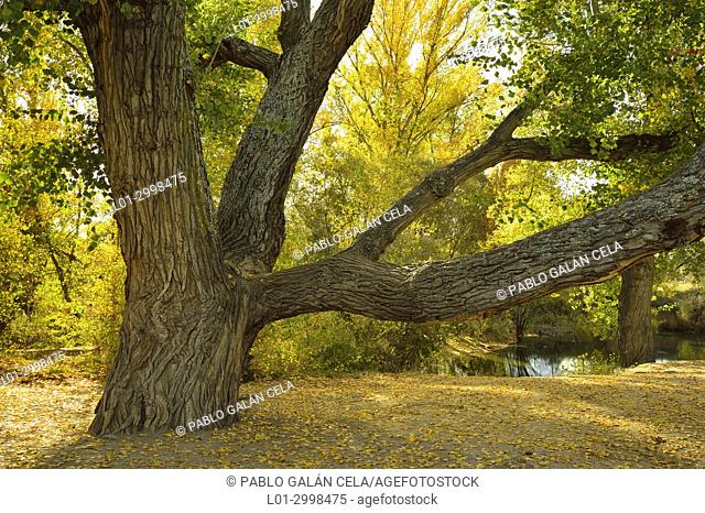 Populus nigra, black poplar, in autumn. Parque Regional de la Cuenca del Manzanares. Madrid province, Spain