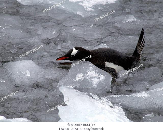 Gentoo Penguin in Ice