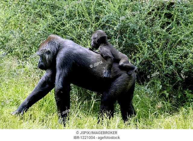 Western Lowland Gorilla (Gorilla gorilla gorilla), adult, female, African habitat