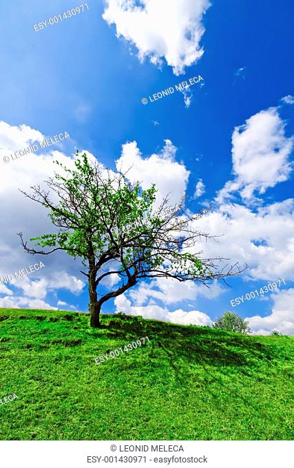 Lonely tree under cloudy blue sky