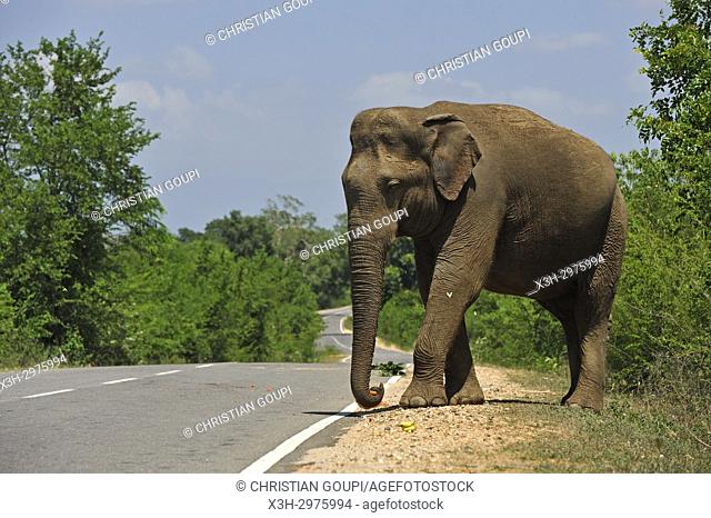 free wild elephant waiting for gift from travellers on the edge of the road near Lunugamvehera National Park, Sri Lanka, Indian subcontinent, South Asia
