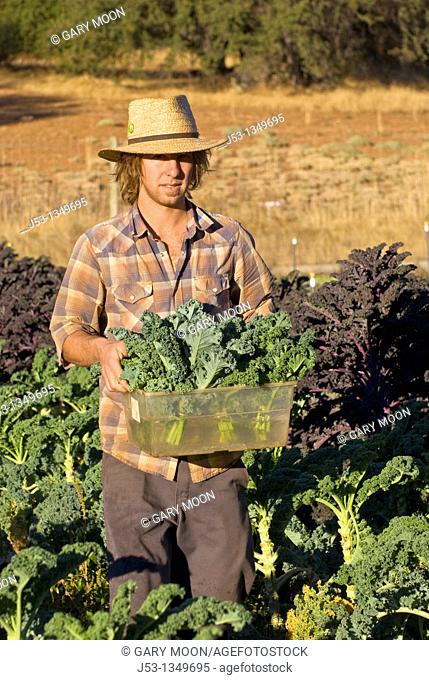 Young man picking kale on small organic farm, Nevada City, California
