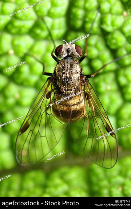 Snipe fly (Chrysopilus erythrophthalmus) Schleswig-Holstein, Germany, Europe