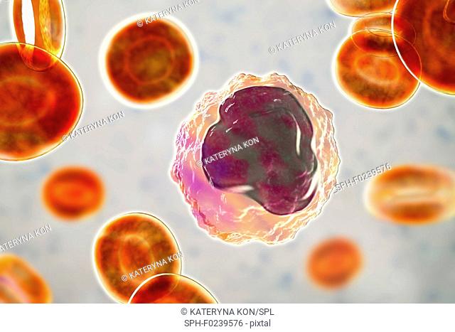 Monocyte white blood cell in a blood smear, computer illustration. Monocytes are the largest white blood cells; they engulf and digest invading bacteria and...