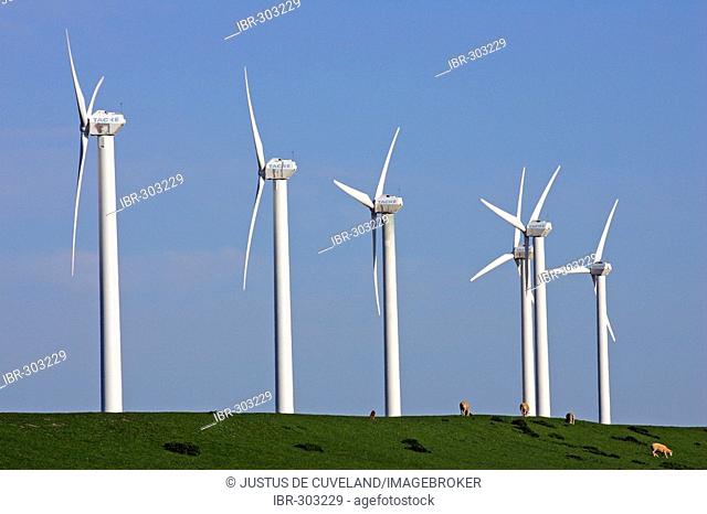 Windmills on a dike with sheeps - wind engines - wind generators - North Friesland Schleswig-Holstein Germany Europe