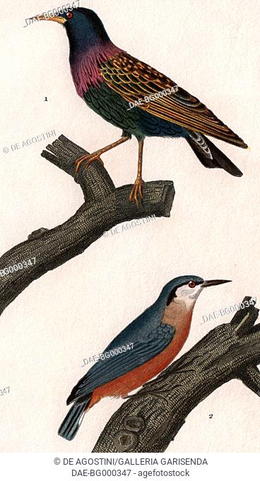 1 Common starling (Sturnus vulgaris), 2 Eurasian nuthatch (Sitta europaea), colour copper engraving, retouched in watercolour, 9x15 cm
