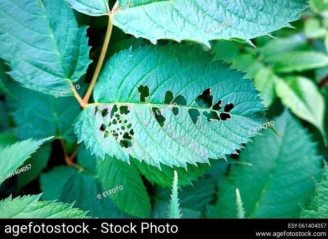 Blattwespen-Larven (Tenthredinidae) fressen die Blätter eines Wald-Geissbart (Aruncus dioicus)