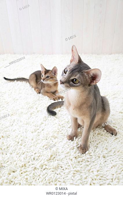 Two Abyssinian cats
