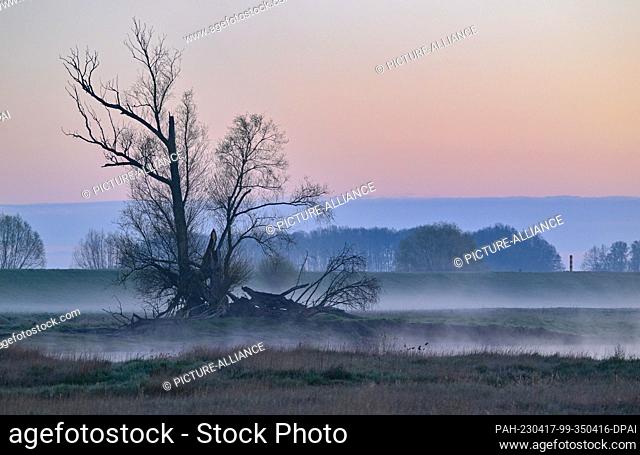 12 April 2023, Brandenburg, Lebus: Morning atmosphere in the Oder foreland between the German-Polish border river Oder and the dike