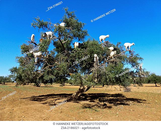 Goats in the argan trees on the road between Essaouira and Agadir, Morocco