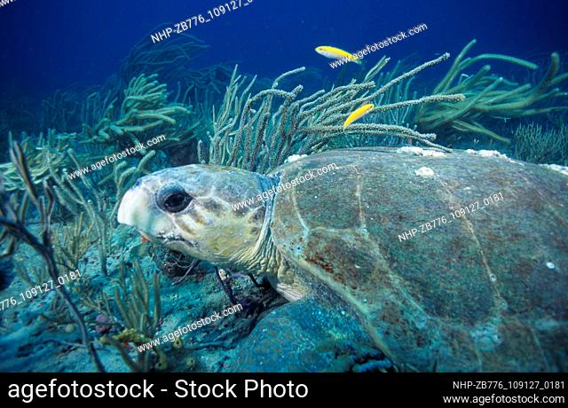 Sea turtle Date: 15/10/2003  Ref: ZB776-109127-0181  COMPULSORY CREDIT: Oceans Image/Photoshot