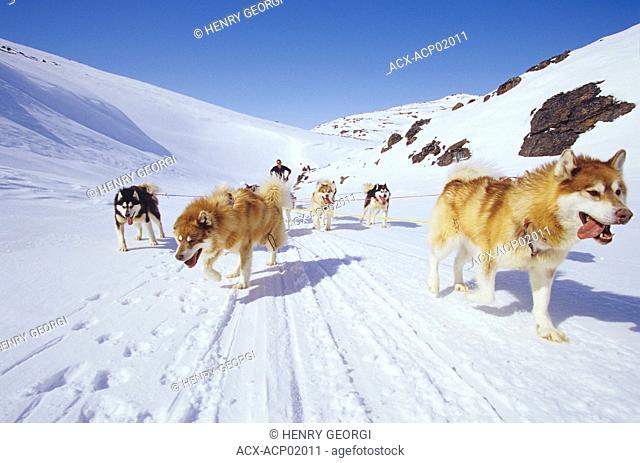Dogsled team crossing Meta Incognita Penninsula, Baffin Island, Nunavut, Canada