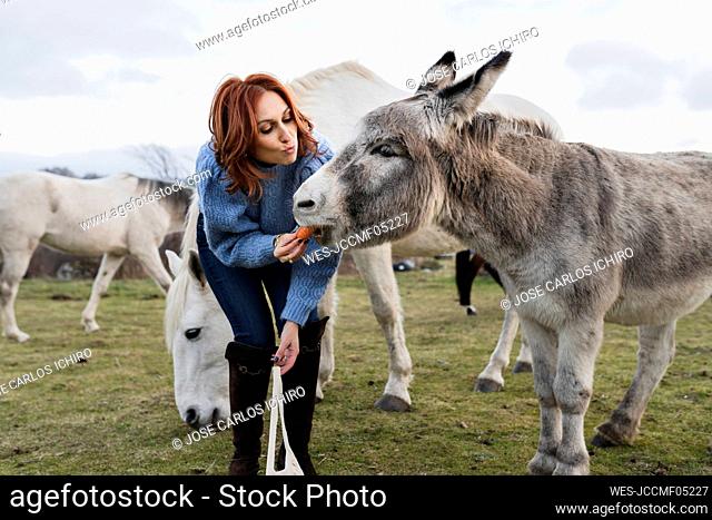 Woman feeding food to donkey in ranch