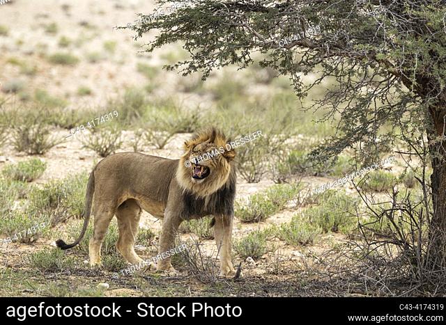Lion (Panthera leo). Male doing the flehmen response. Kalahari Desert, Kgalagadi Transfrontier Park, South Africa