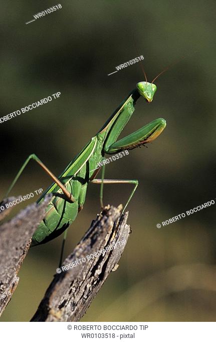Praying Mantis mantis religiosa