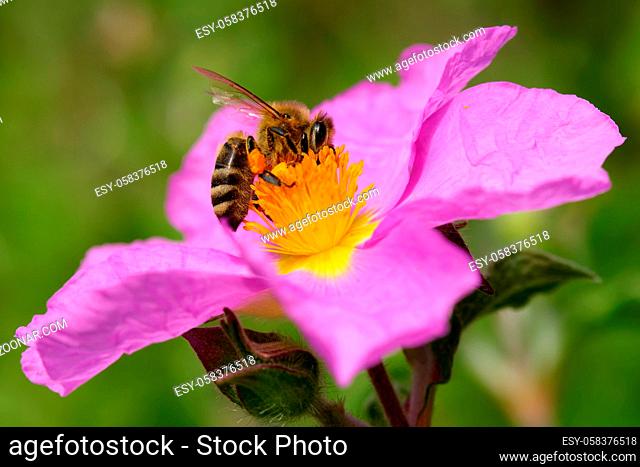 Kretische Zistrose mit einer Biene