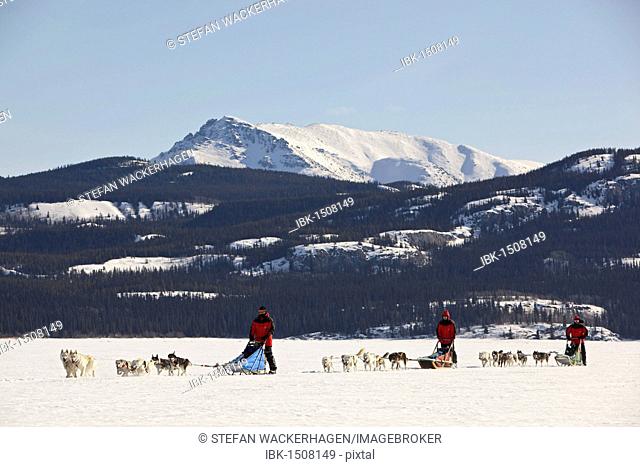 Three men, mushers running, driving a dog sled, team of sled dogs, Alaskan Huskies, mountains behind, frozen Lake Laberge, Yukon Territory, Canada