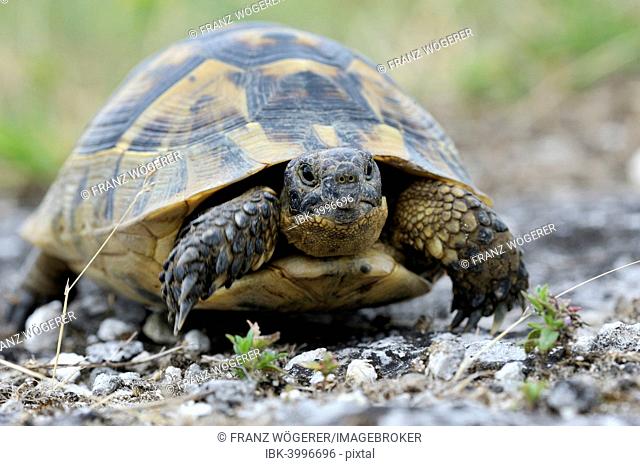 Mediterranean Spur-thighed Tortoise (Testudo graeca), Pleven Province, Bulgaria