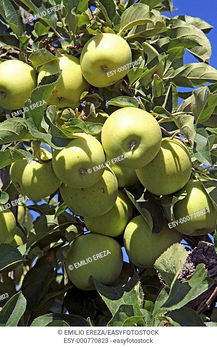 Apples in a branch Lleida Spain