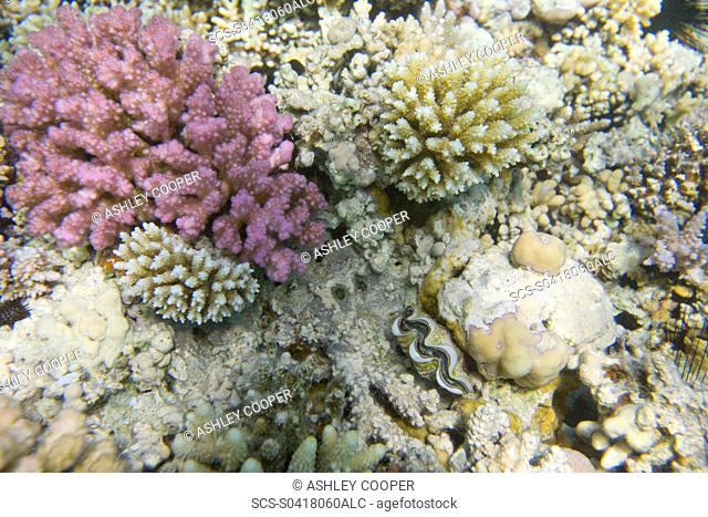 Coral reef off Dahab in the Red Sea in Egypt showing signs of coral bleaching Like many areas of coral around the world they are increasingly threatened by...