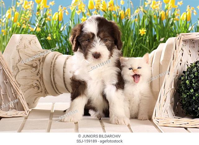 animal friendship: Bearded Collie dog puppy and sacred cat of Burma - kitten - sitting in front of a column