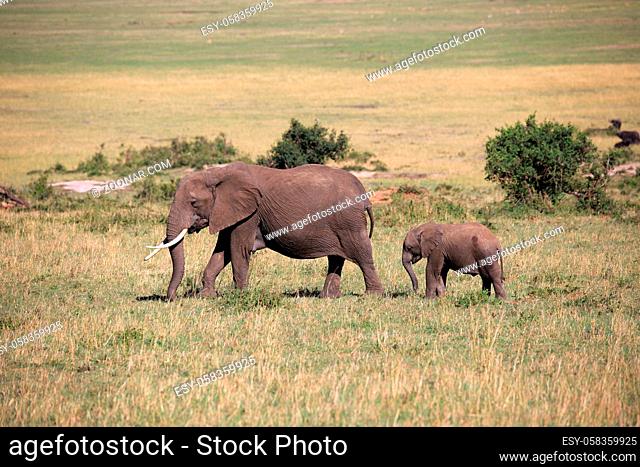 Elefantenkuh mit Kalb in der Serengeti in Tansania
