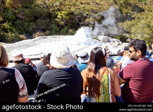 Lady Knox geyser, induced to erupt daily at 10:15 producing a jet of water reaching up to 20m, Waiotapu area, Waikato, Taupo Volcanic zone, New Zealand
