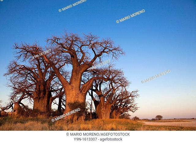 Baines Baobabs in Nxai Pan National Park, Botswana