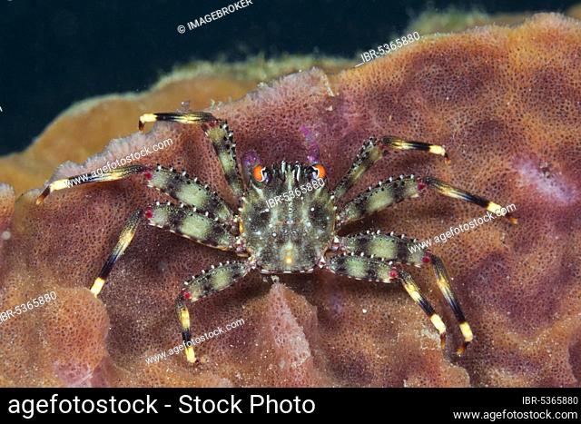 Coral crab in sponge, Trapezia sp., Ambon, Moluccas, Indonesia, Asia