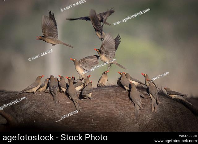 A flock of red billed oxpeckers, Buphagus erythrorhynchus, stand on the back of a bufallo, Syncerus caffer
