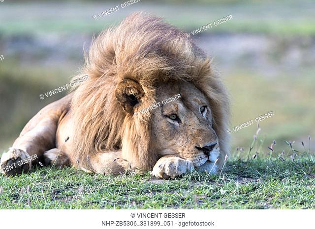 Male African Lion (Panthera leo) lying and watching, Ndutu (Ngorongoro) Conservation Area, Tanzania