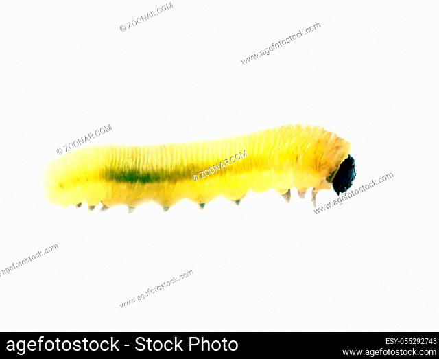Bright green caterpillar folds into a ring and stretches, close-up, you can see the structure of the legs, isolated on white