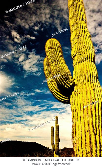 Saguaro cactus in the southern Arizona Desert
