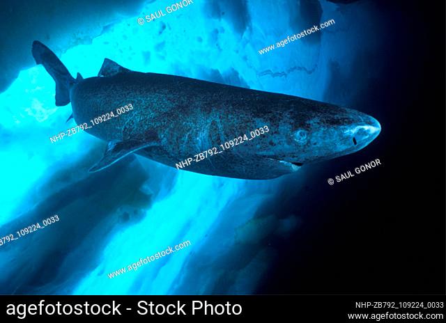 Greenland Shark undersurface detail, Somniosus microcephalus, Lancaster Sound, Arctic Ocean, Nunavut, Canada  Date: 20/10/2005  Ref: ZB792-109224-0033...