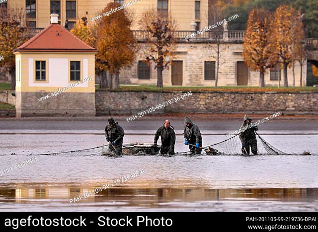 04 November 2020, Saxony, Dresden: Without an audience the castle pond in Moritzburg is fished off. Due to Corona the fish festival was cancelled this year