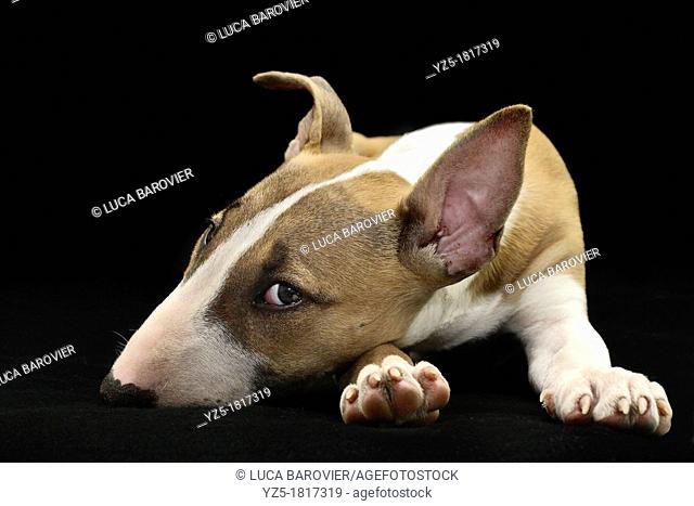 Puppy Bull Terrier on black background - Milan, italy