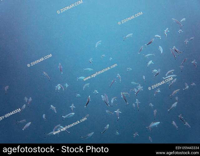 Diving, snorkling with school of fishes underwater of tropical sea